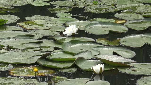 Water flower