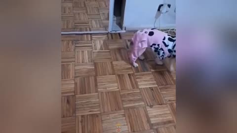funny animal video no 4