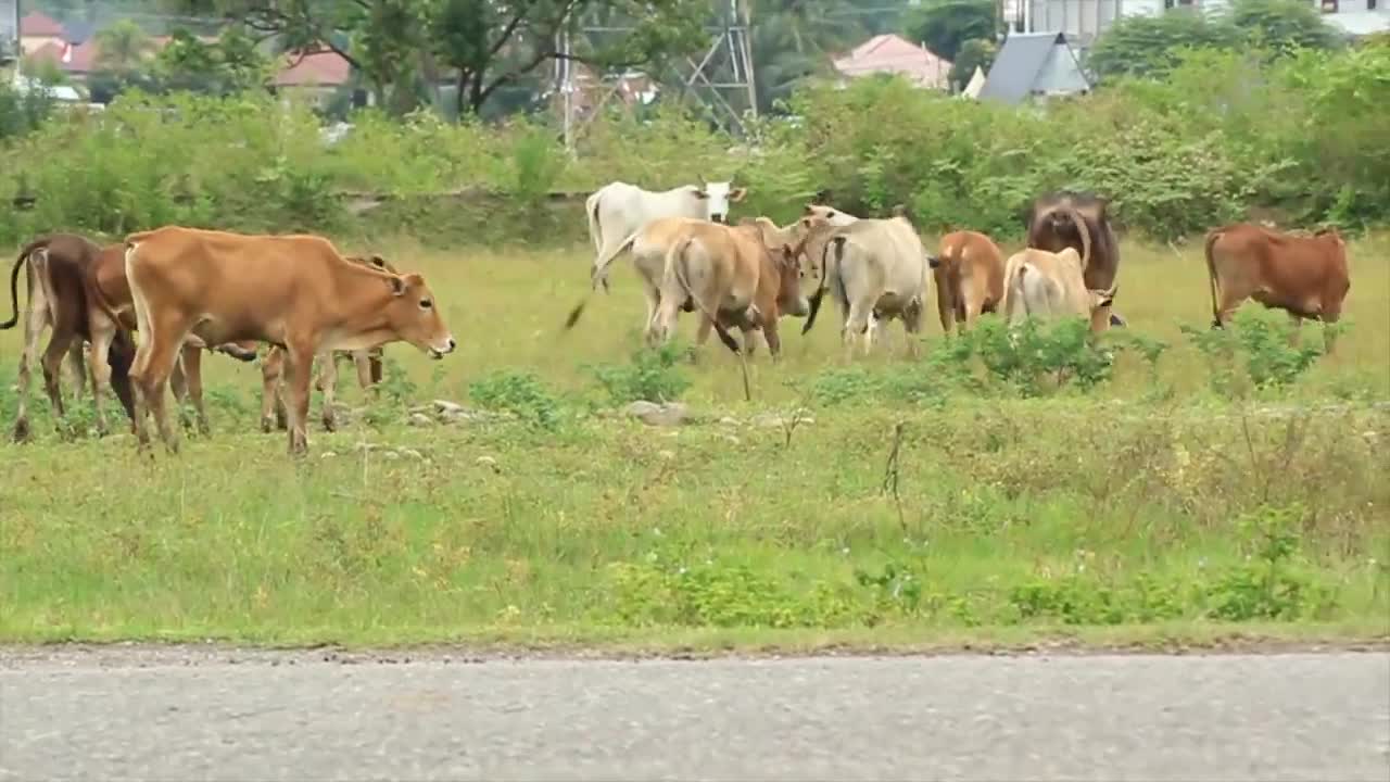 sapi lembu Musim Kawin Berkembang biak