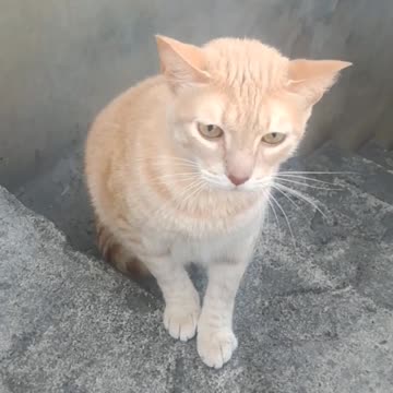 Pretty orange cat on a ladder