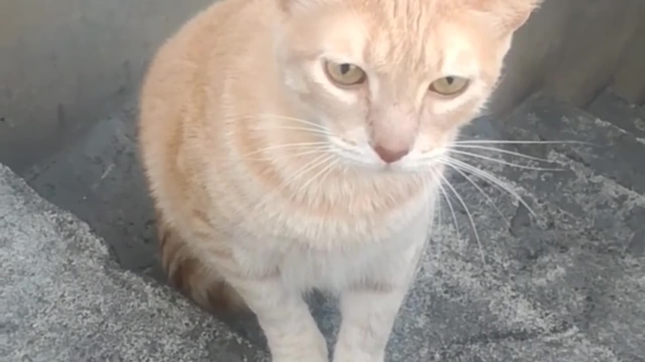 Pretty orange cat on a ladder
