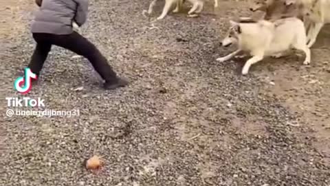 Surviving a wolves ambush