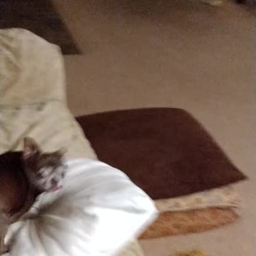 Coco loves breakfast