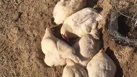 Chicken dirt bath