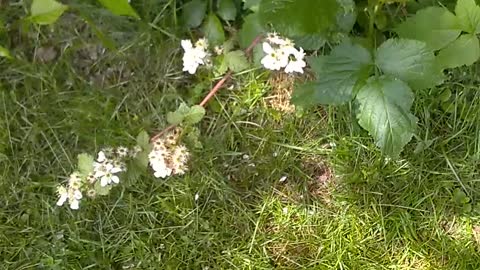Blackberry Bush