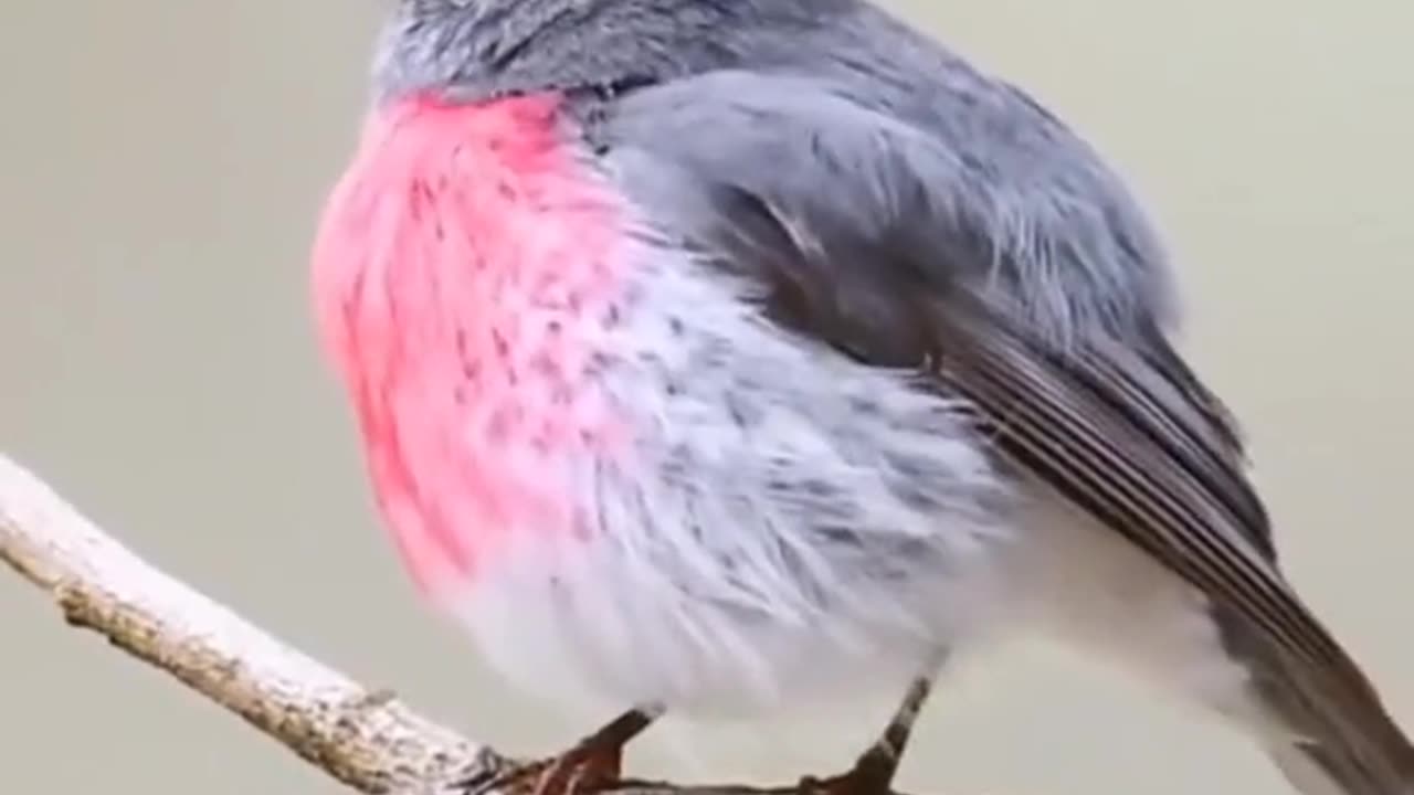 Bird sneako rumble