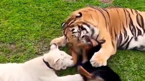 Tiger with dog