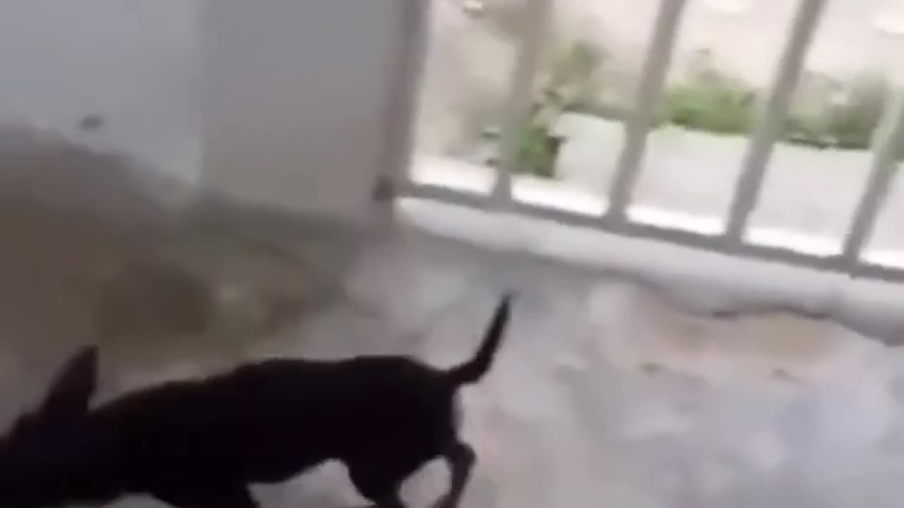 Dog funny videos