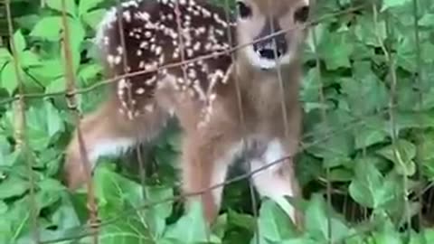 Fawn rescued from fence