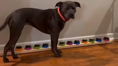 Funny dog
