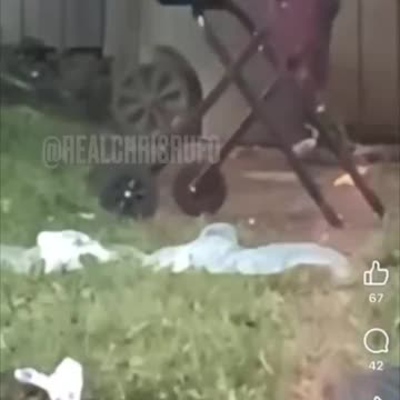 Springfield Ohio Haitians eating cats