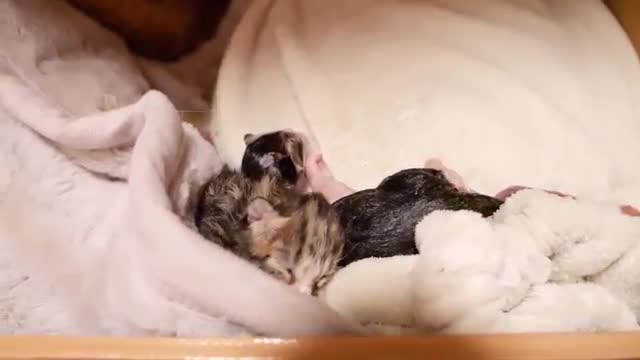 Mother Cat Mimi Giving Birth to 3 kittens