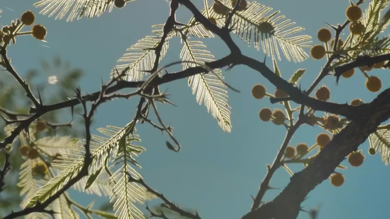 Tree with yellow flowers IN NATURE