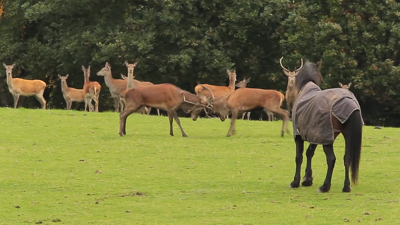 Deer Fighting