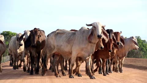 cows prowl the pastures and roads foraging for food