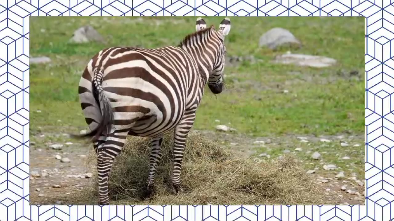 Animais zebras