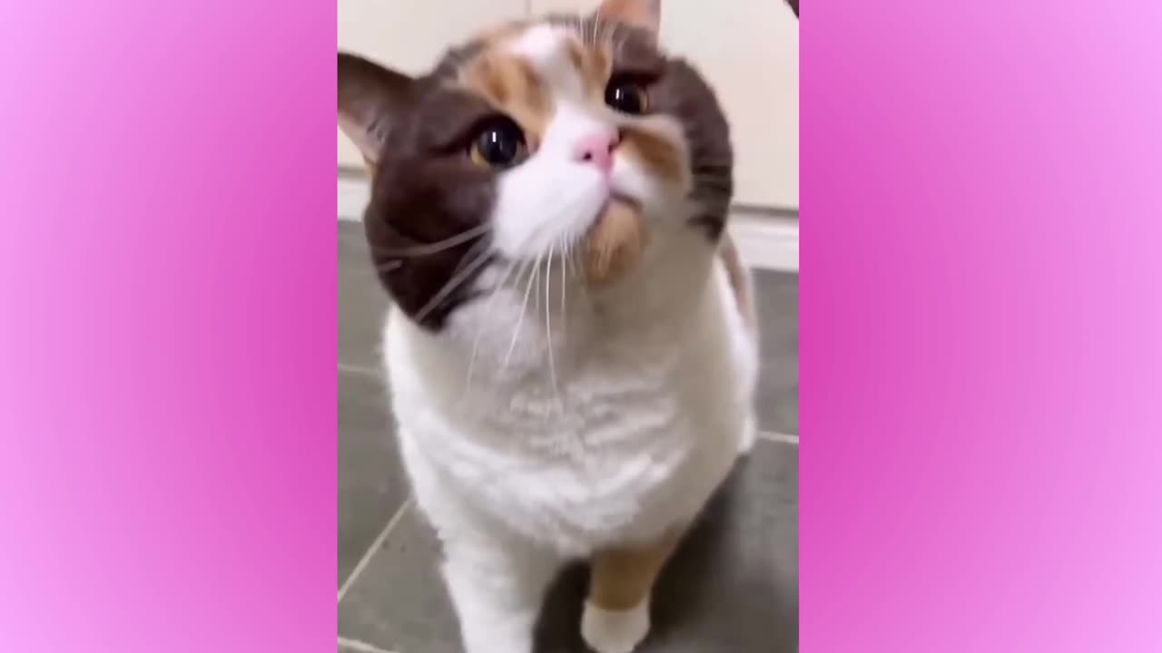 Meow Madness: Hilarious Cat Capers Caught on Camera!"