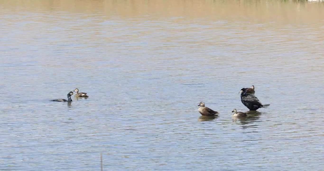 Cormorants Thunder Ducks Animal Creek River