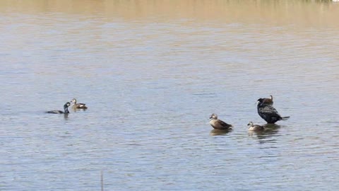 Cormorants Thunder Ducks Animal Creek River