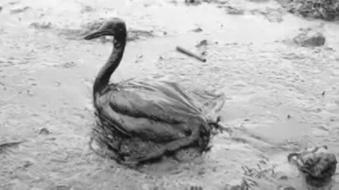 GMO pollution Cap the Gene Spill