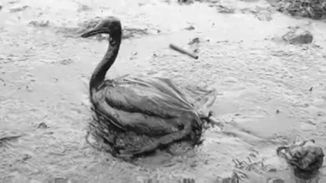 GMO pollution Cap the Gene Spill