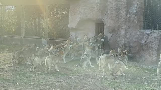 The gray Wolf at the zoo