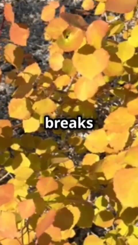 why lives change their color #shorts2024 #shorts #american