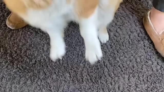 Dog Owner Mistakes Dog as Food Hammy and Olivia