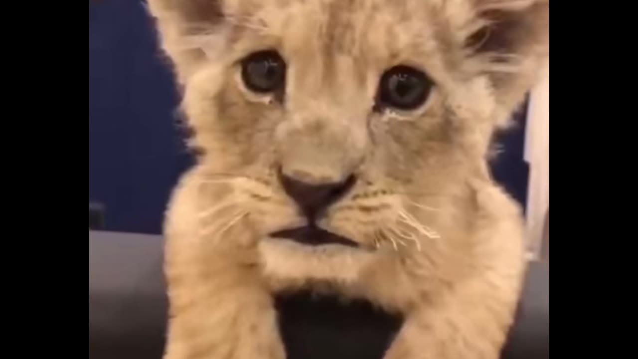 Baby lion wants to say something!