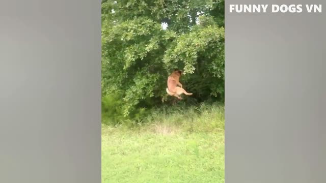 Funniest Animals Video - Funny Dogs And Cats - Try Not To Laugh Animals 2022-2