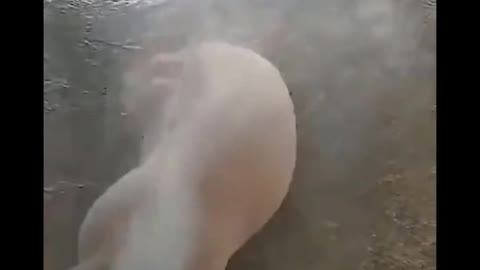 Funniest Animals 🐧 - Best Of The 2020 Funny Animal Videos 😁 - Cutest Animals Ever #14