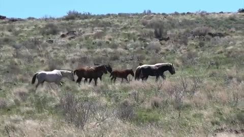 ANIMAL VIDEO FOOTAGE _ WILDLIFE ANIMALS 4K 60fps 🌼