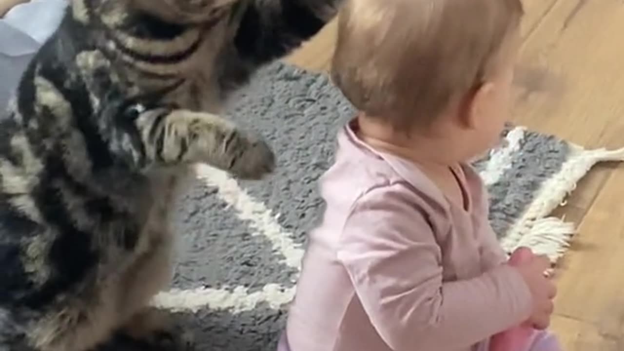 funny video of cat and baby,