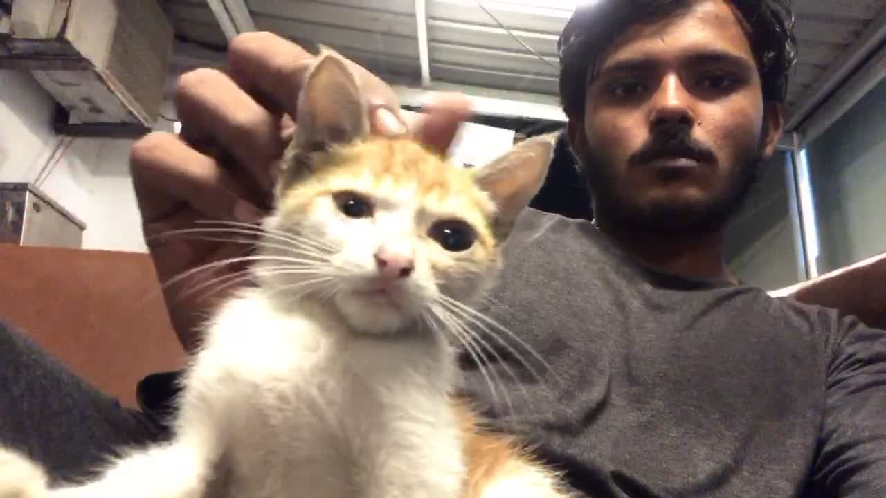 Little cat