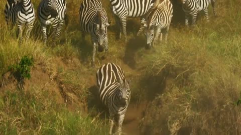 Zebra and his children