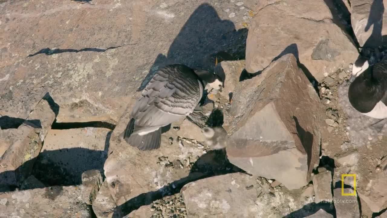 Arctic Geese Chicks Jump Off Cliff to Survive | Hostile Planet