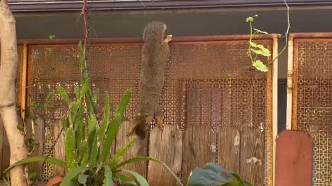 short squirrel hello passin thru