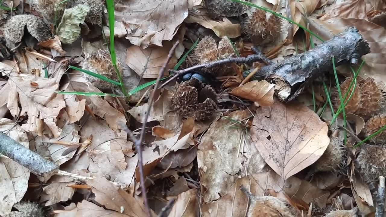 Lo scarabeo di montagna