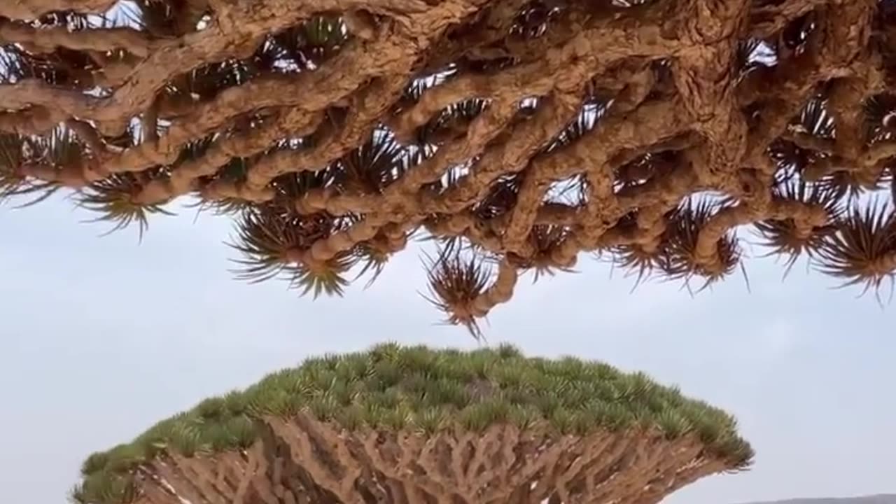 Cocotra