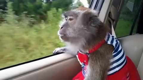 Monkey taking the bus for the first time