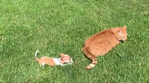 Dog and cat frendship