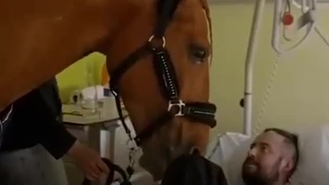 Animals can and are very good doctors