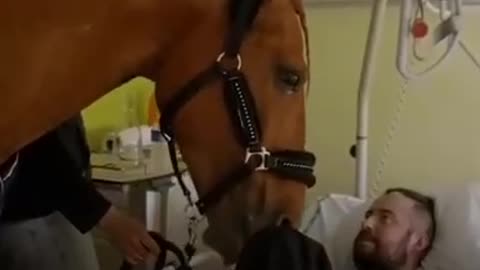 Animals can and are very good doctors