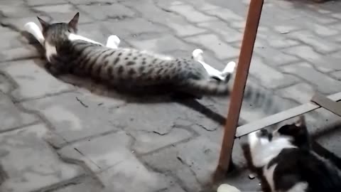 Funny little cat