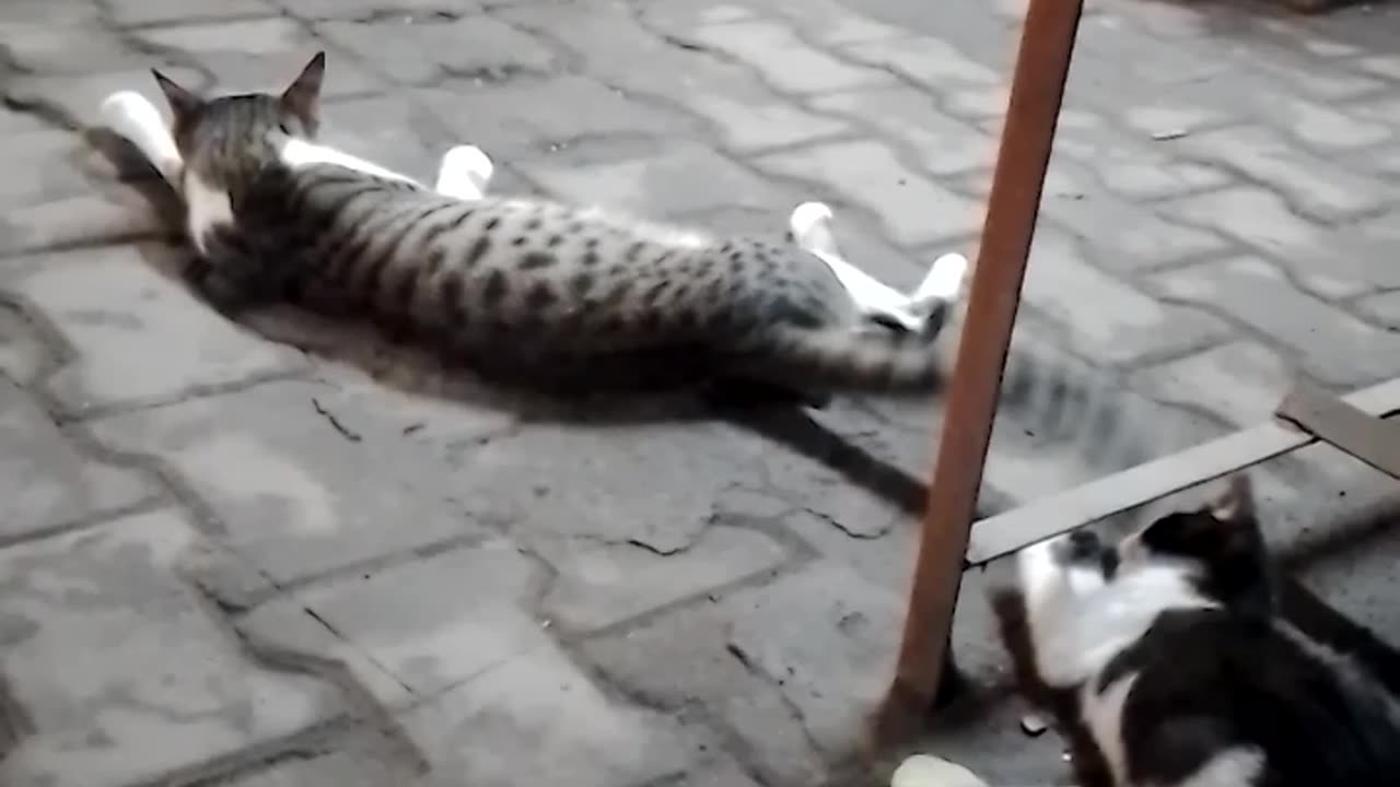 Funny little cat