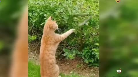 Funniest Cat Moments Ever😭😍 Watch The Funniest Cat Compilation😭🤣🤣