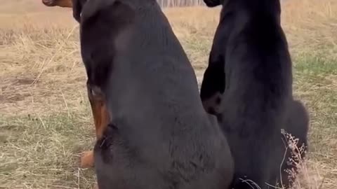 Puma and Doggy bestie