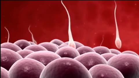 Fertilization and implantation of an egg.