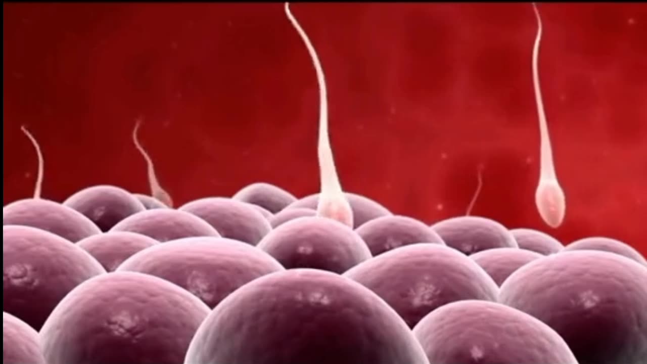 Fertilization and implantation of an egg.