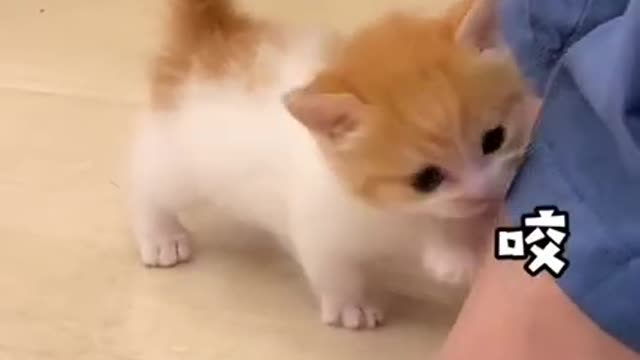 cute weird cat